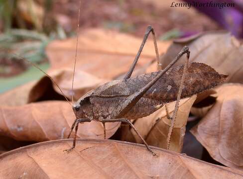 Image of Mecopoda elongata (Linnaeus 1758)