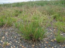 Image of Australian fingergrass