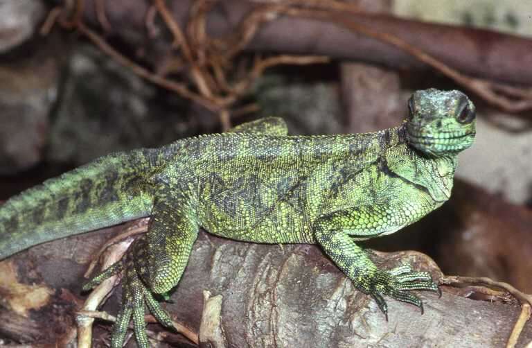 Image of Sailfin Lizard