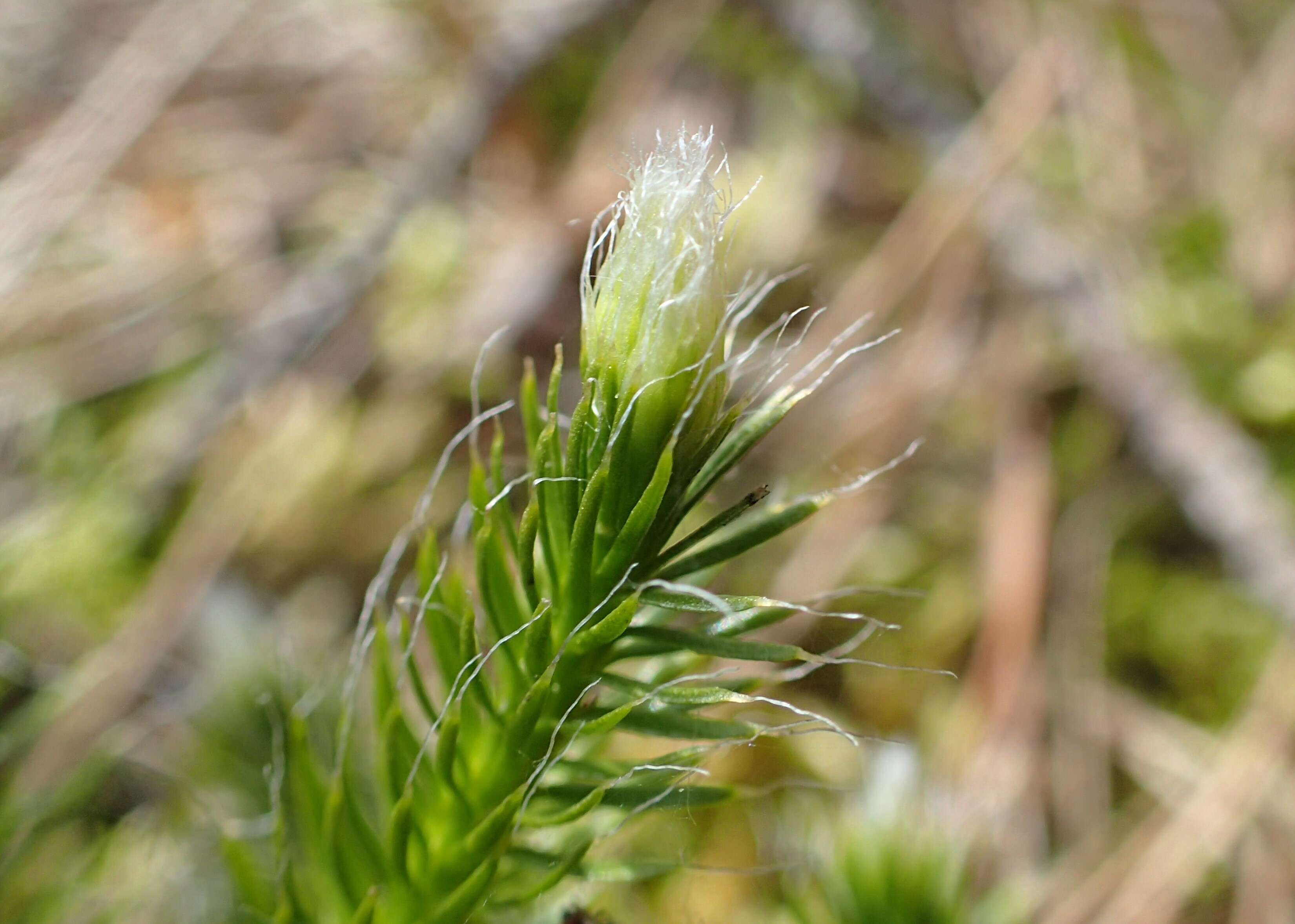 Image of Stag's-horn Clubmoss