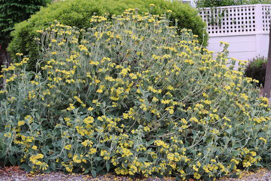 Image of shrubby Jerusalem sage