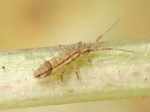 Orchesella flavescens (Bourlet & C 1839)的圖片