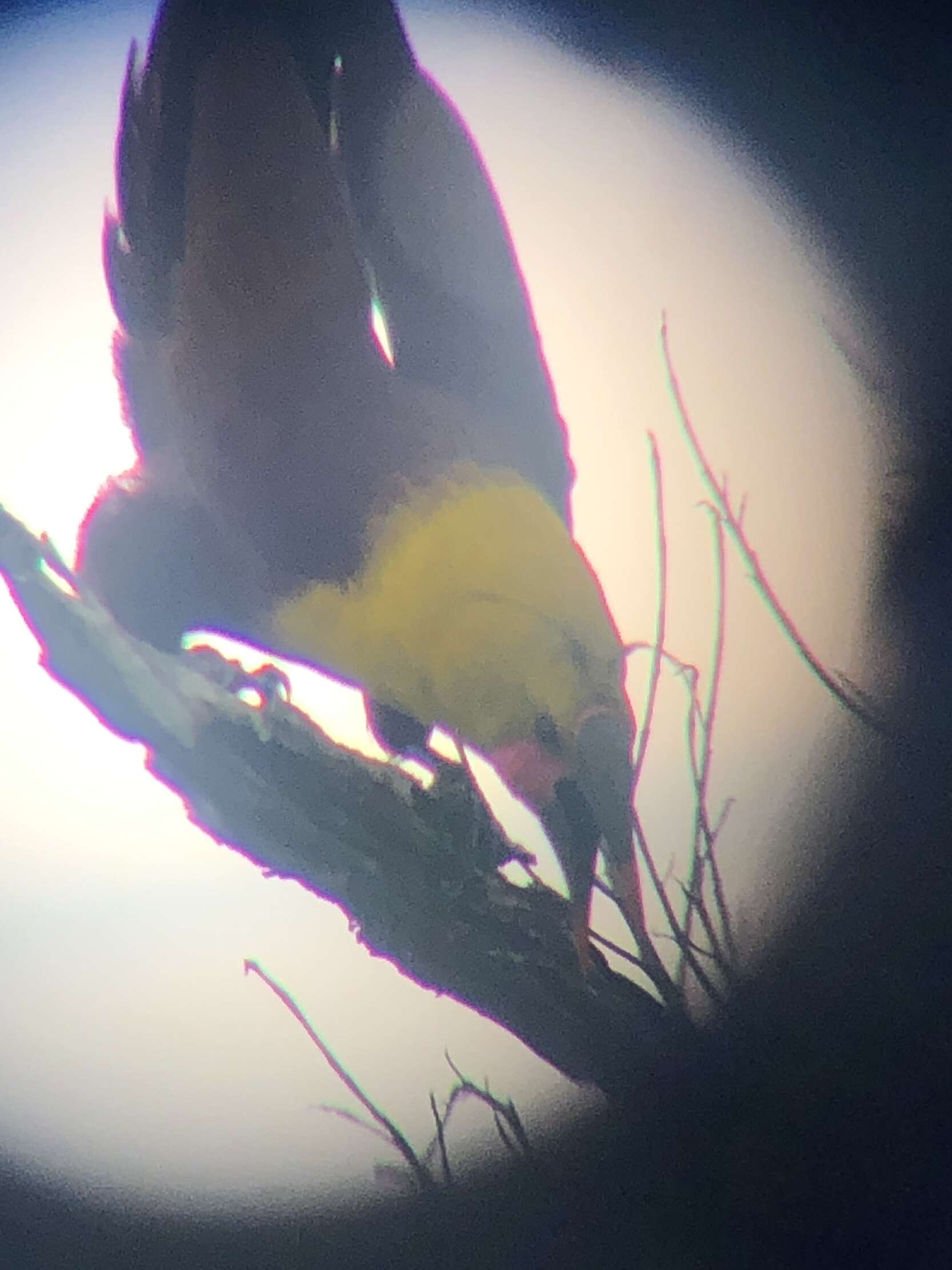 Image of Amazonian Oropendola