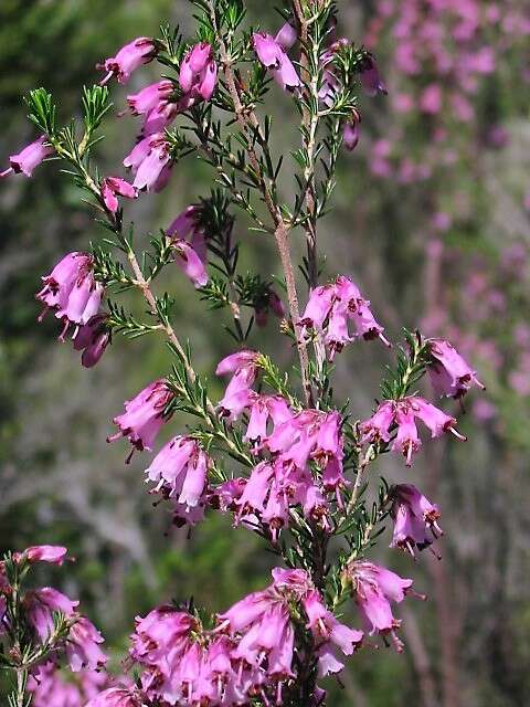 Image of Erica australis L.