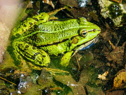 Image of Pelophylax esculentus