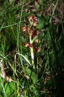 Image of Frog orchid