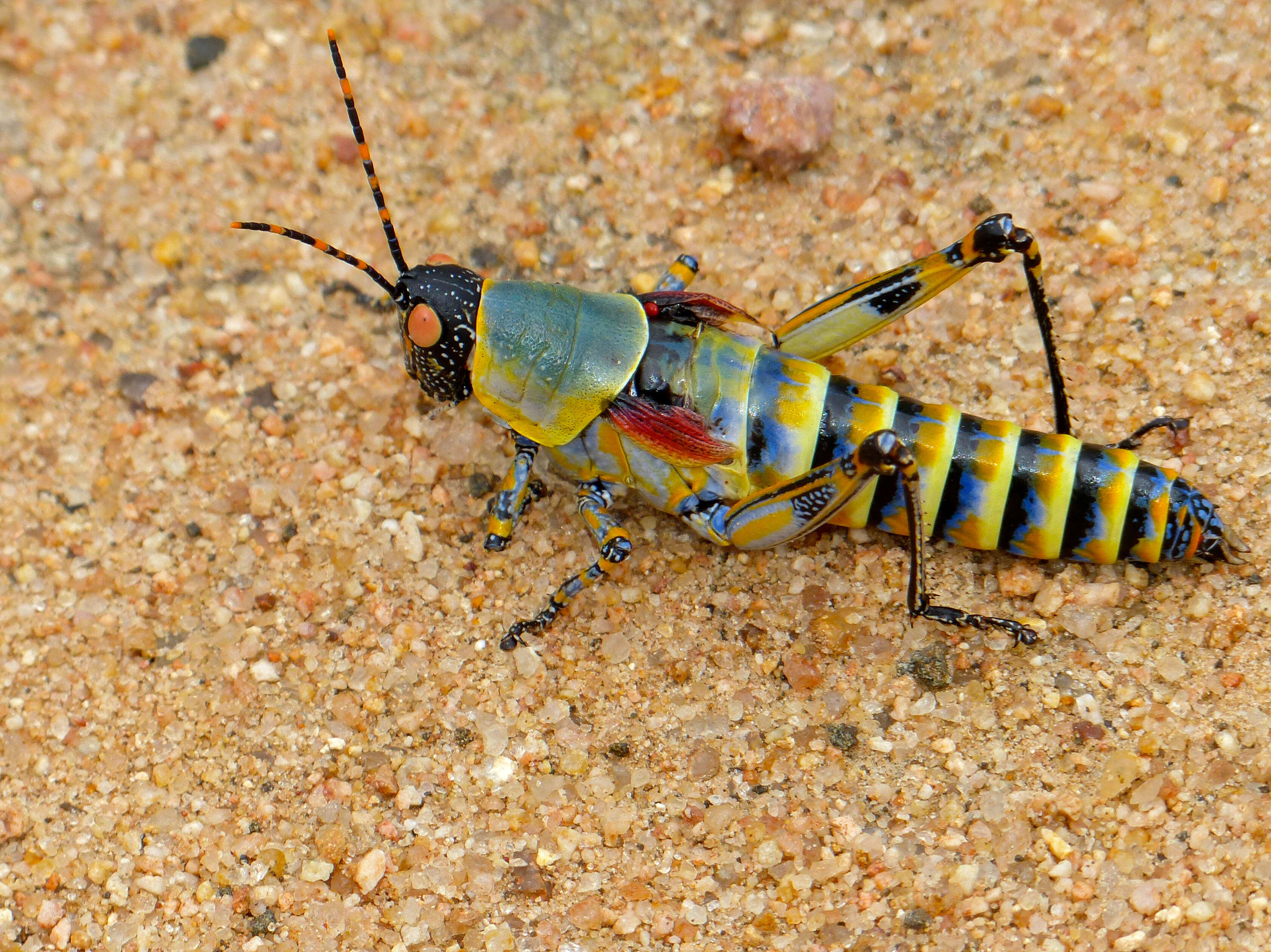 Image of Elegant Grasshopper