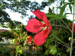 Image of Scarlet Rose-Mallow