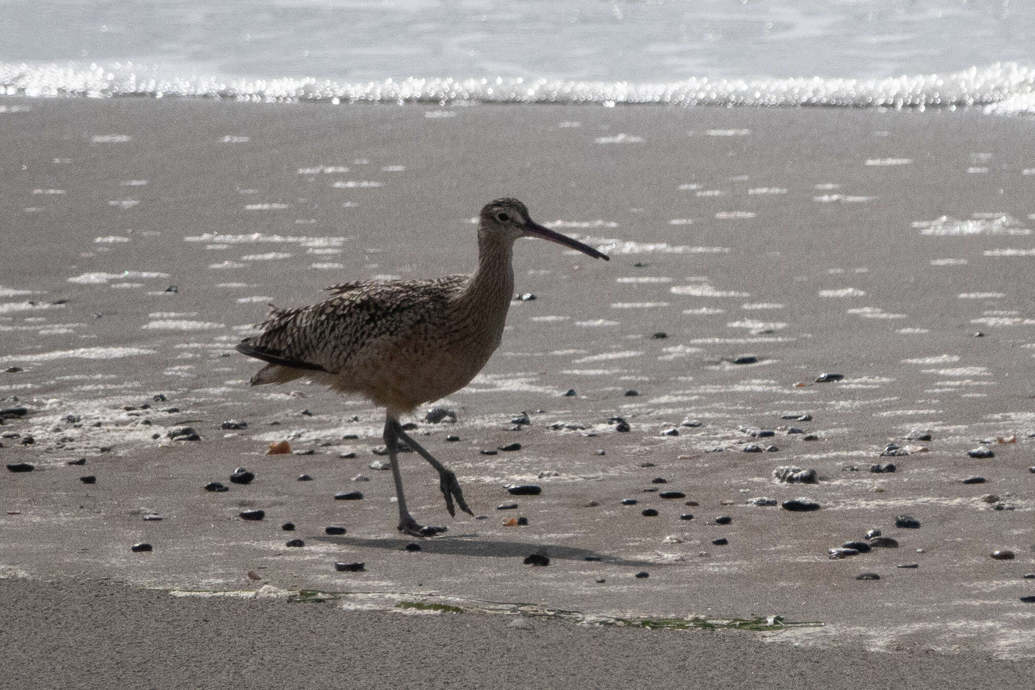 Image of Long-billed Curlew