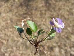 Image of teesdale violet