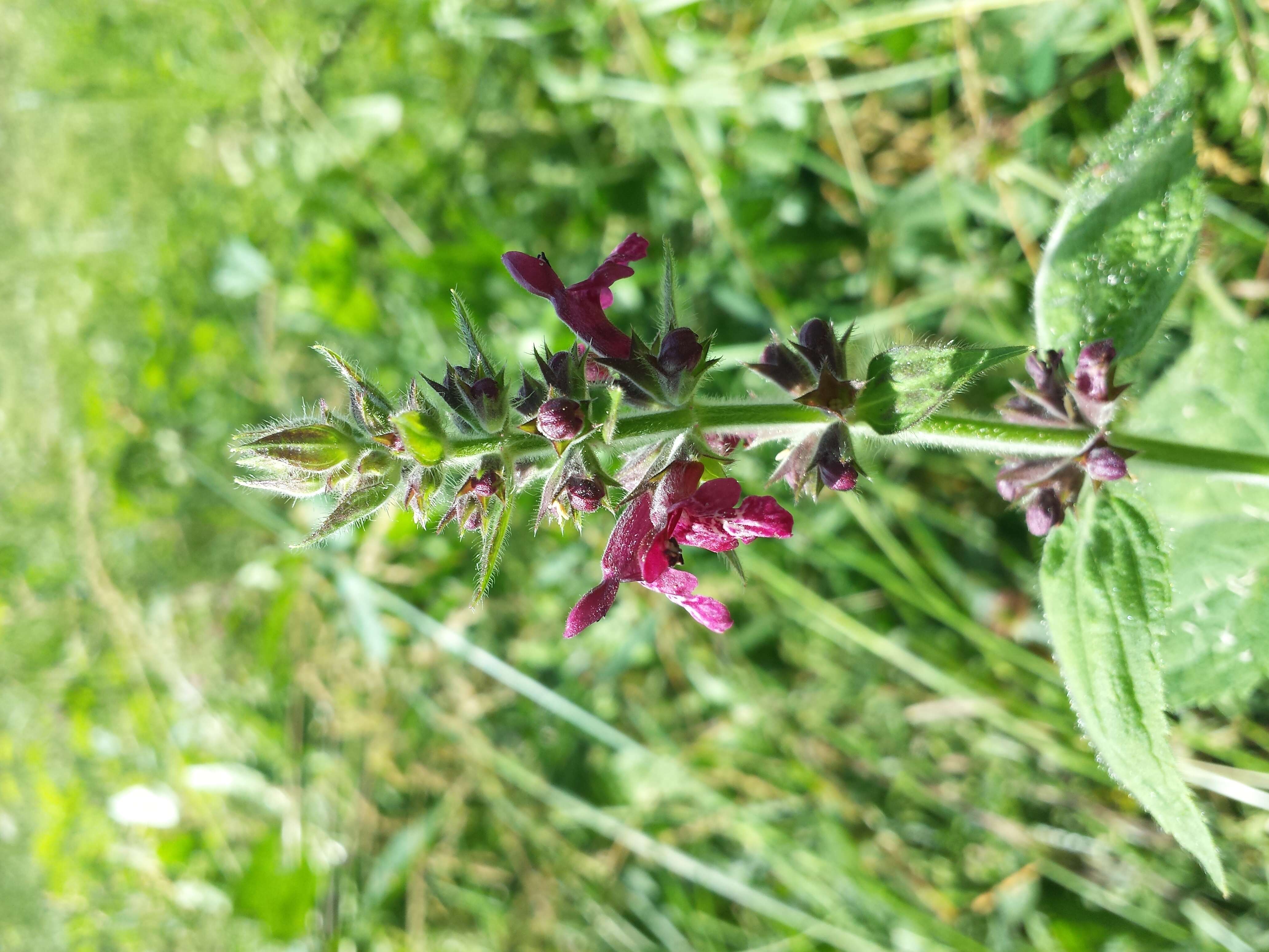 Image of hedge nettle