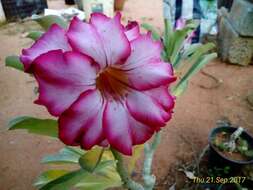 Image of Desert Rose