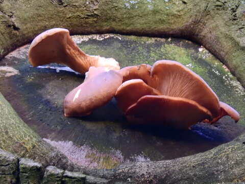 Image of Pleurotus ostreatus (Jacq.) P. Kumm. 1871