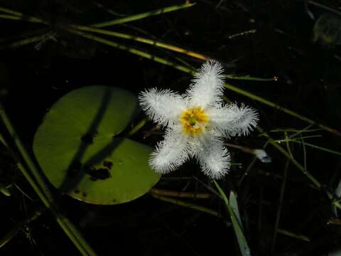 Image of Water-snowflake