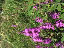 Image of purple witchweed