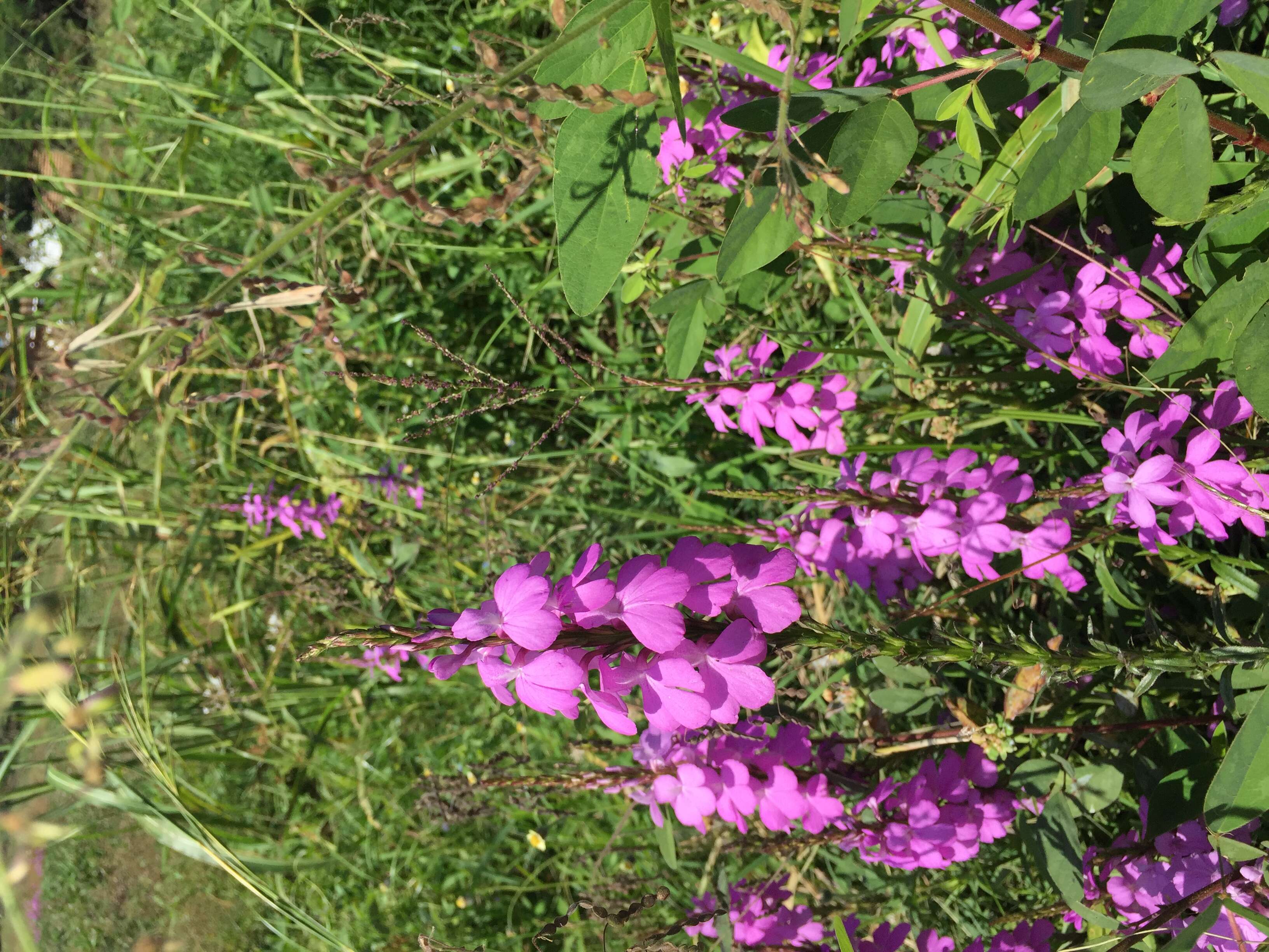 Image of purple witchweed