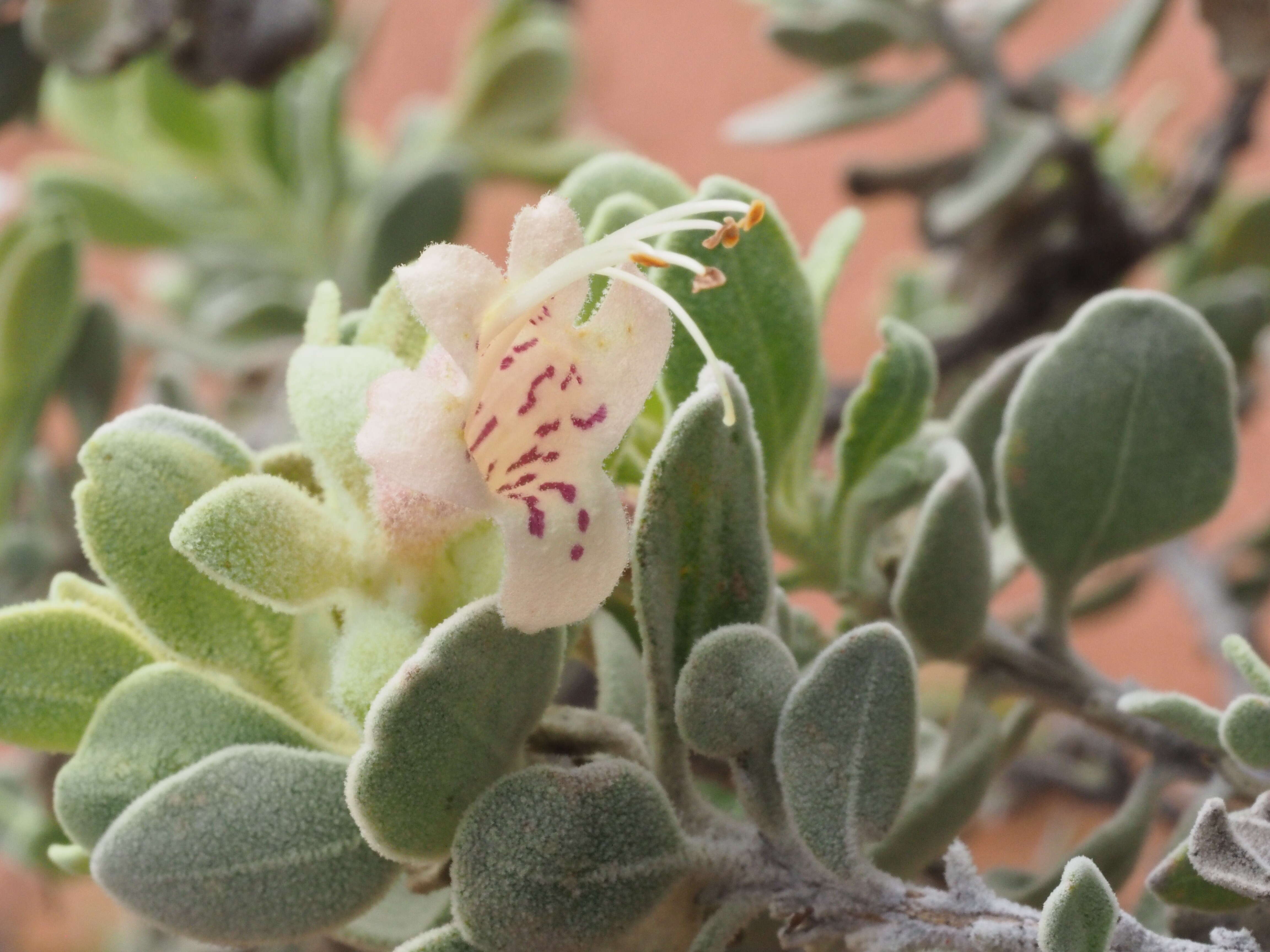 Imagem de Eremophila forrestii F. Muell.