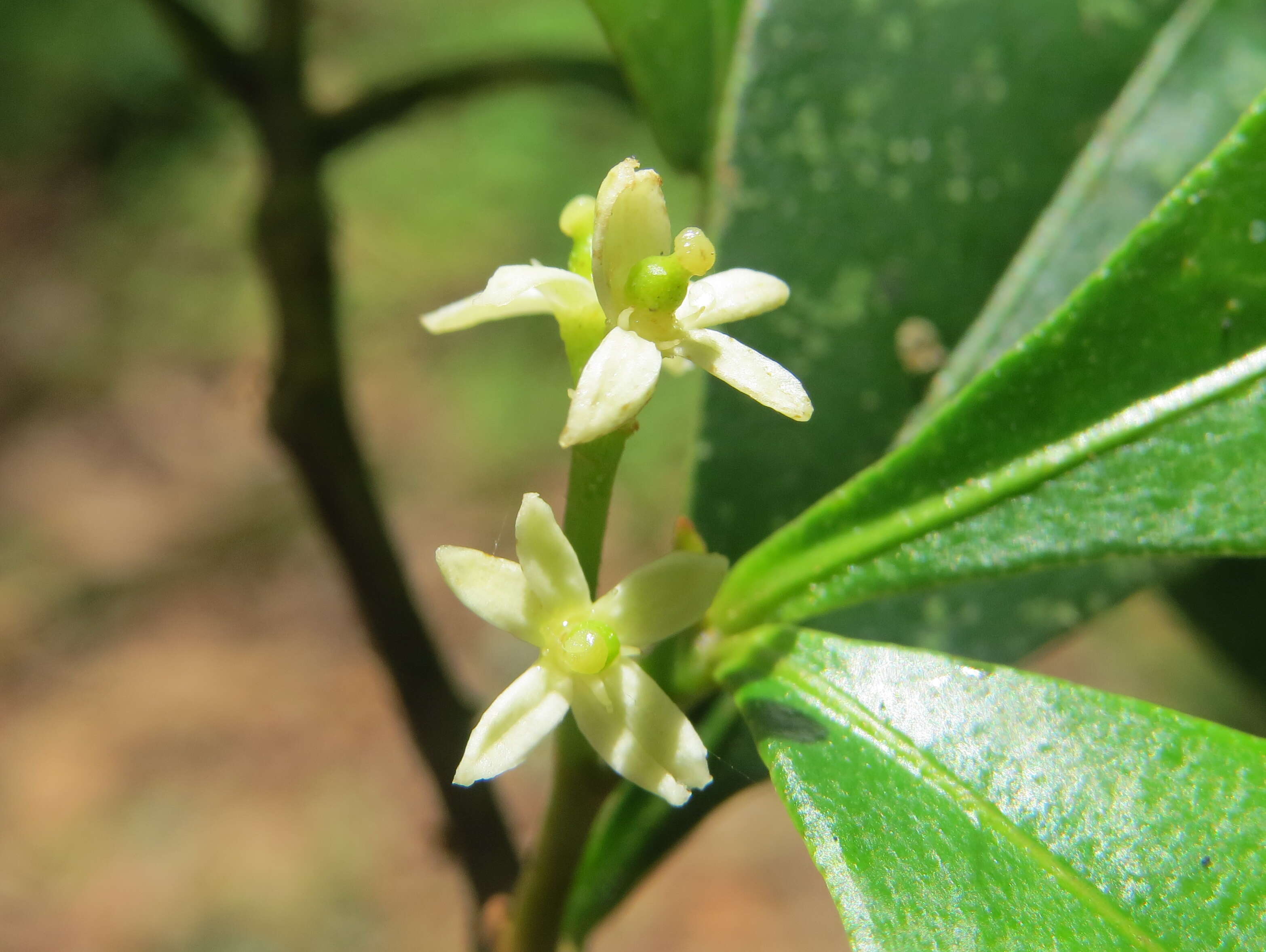 Image of Zanthoxylum ovalifolium Wight