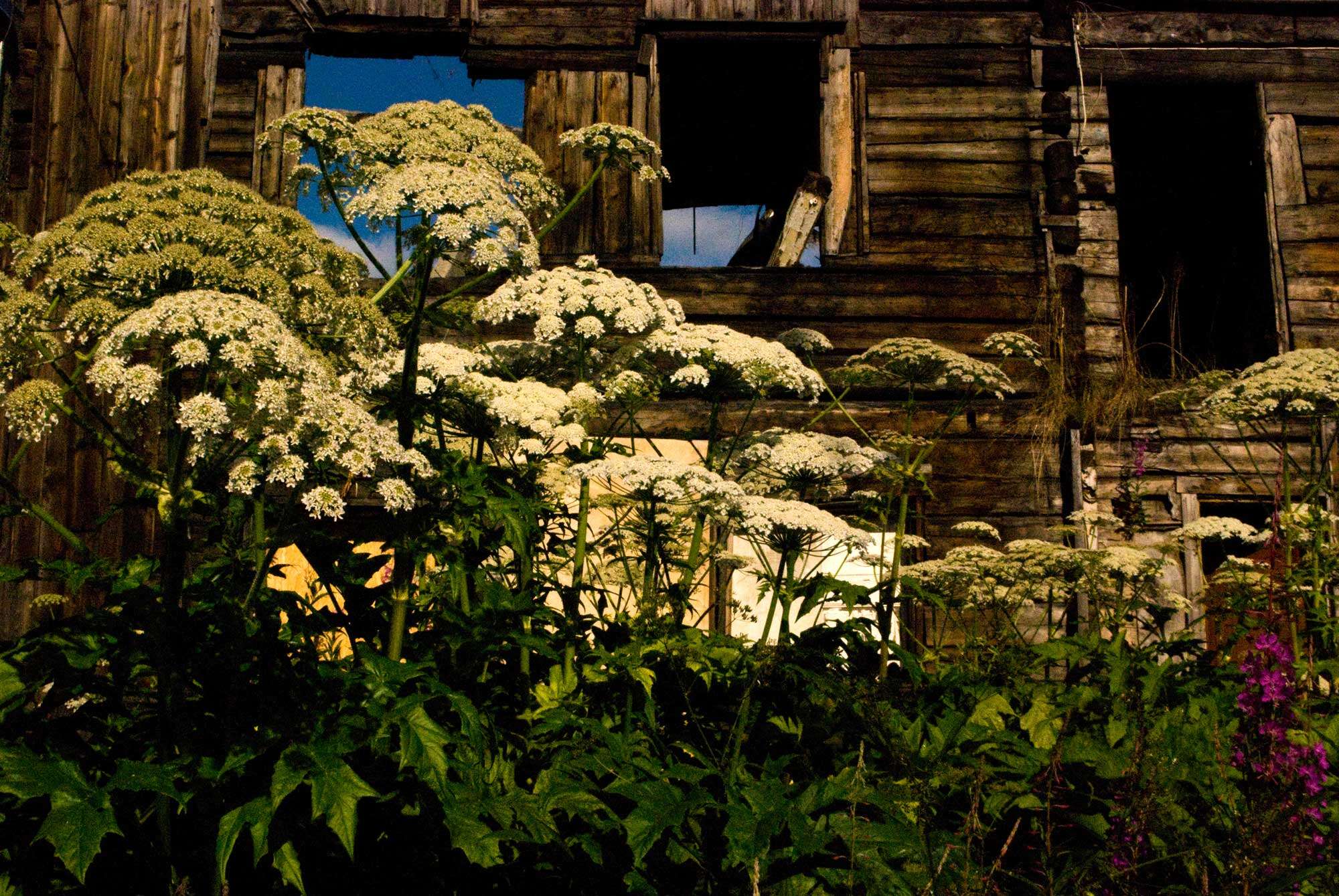 Слика од Heracleum persicum Desf.