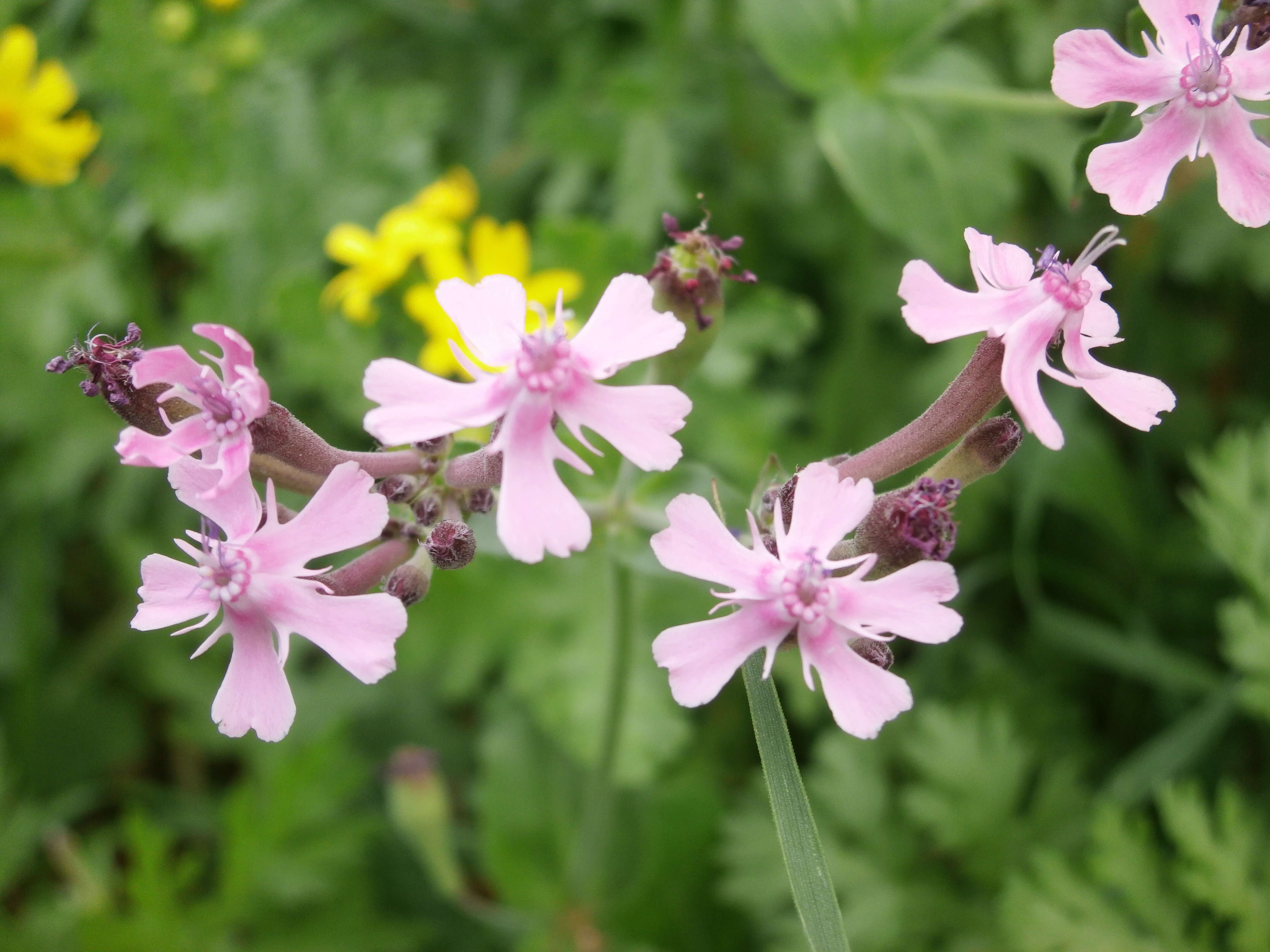 Silene aegyptiaca (L.) L. fil.的圖片