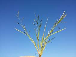 Image of Indian lovegrass