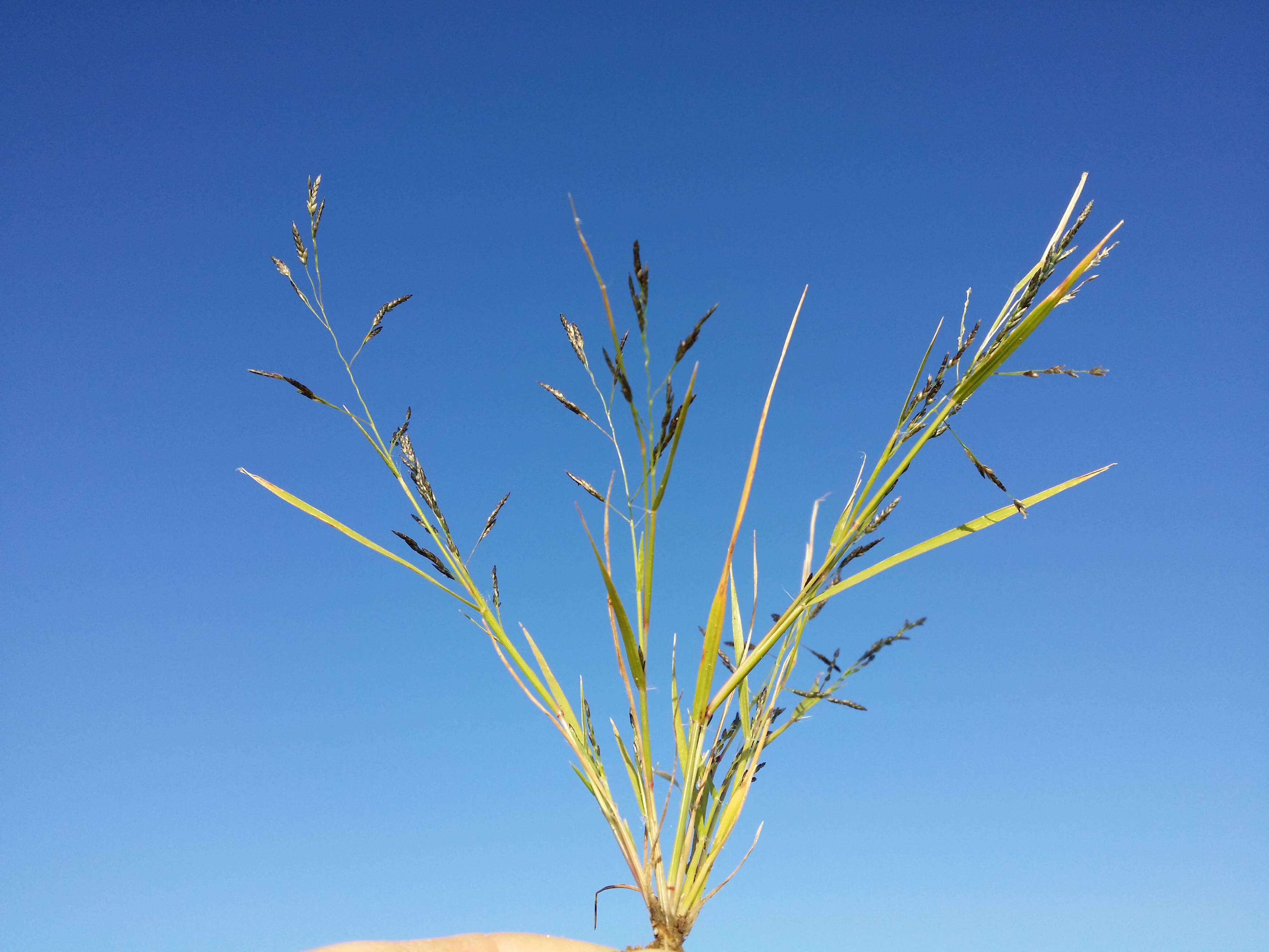 Image of Indian lovegrass