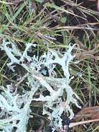 Image of ring lichen