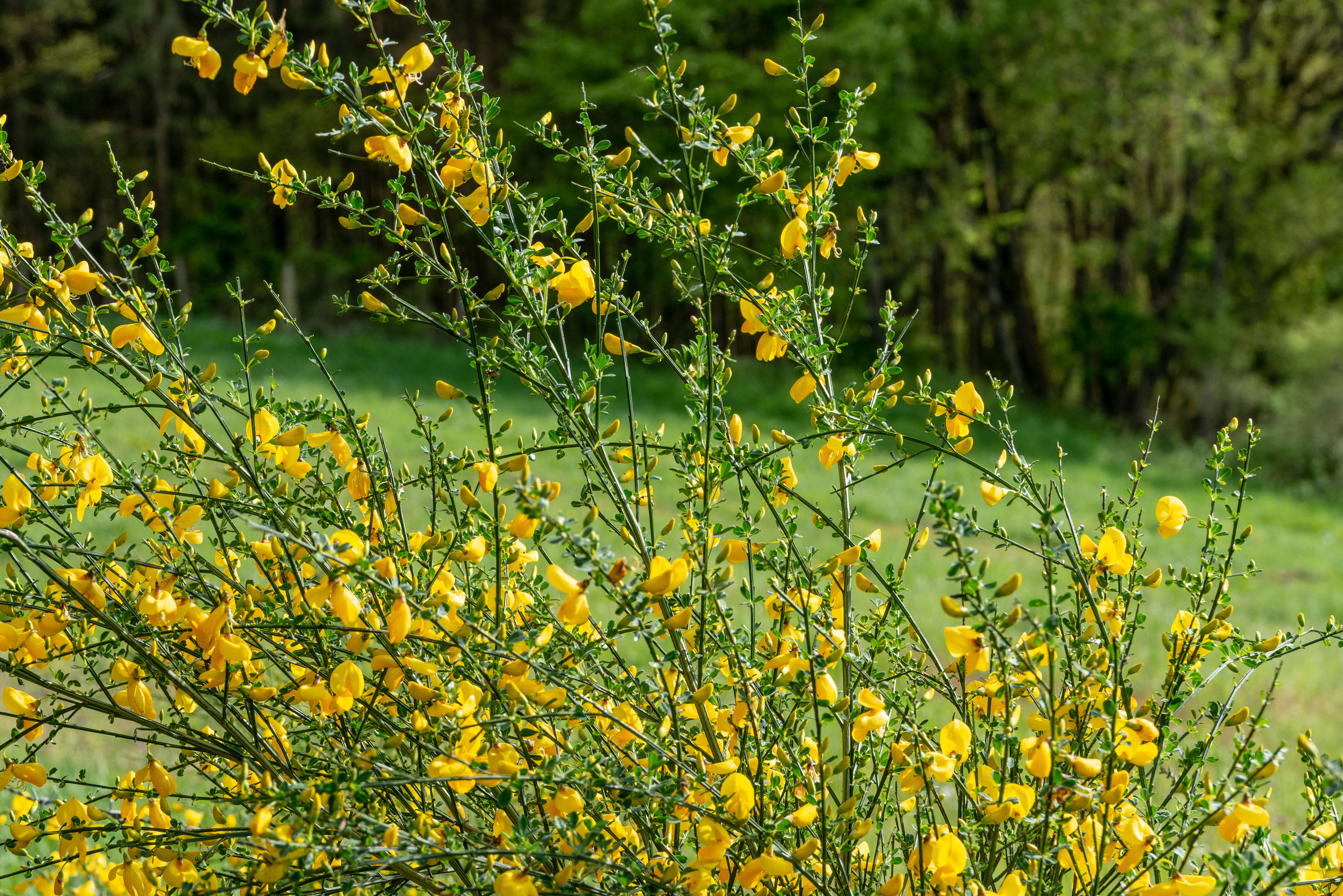 Image of Broom