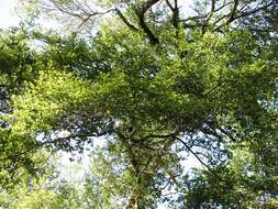 Image of Nothofagus truncata (Colenso) Cockayne