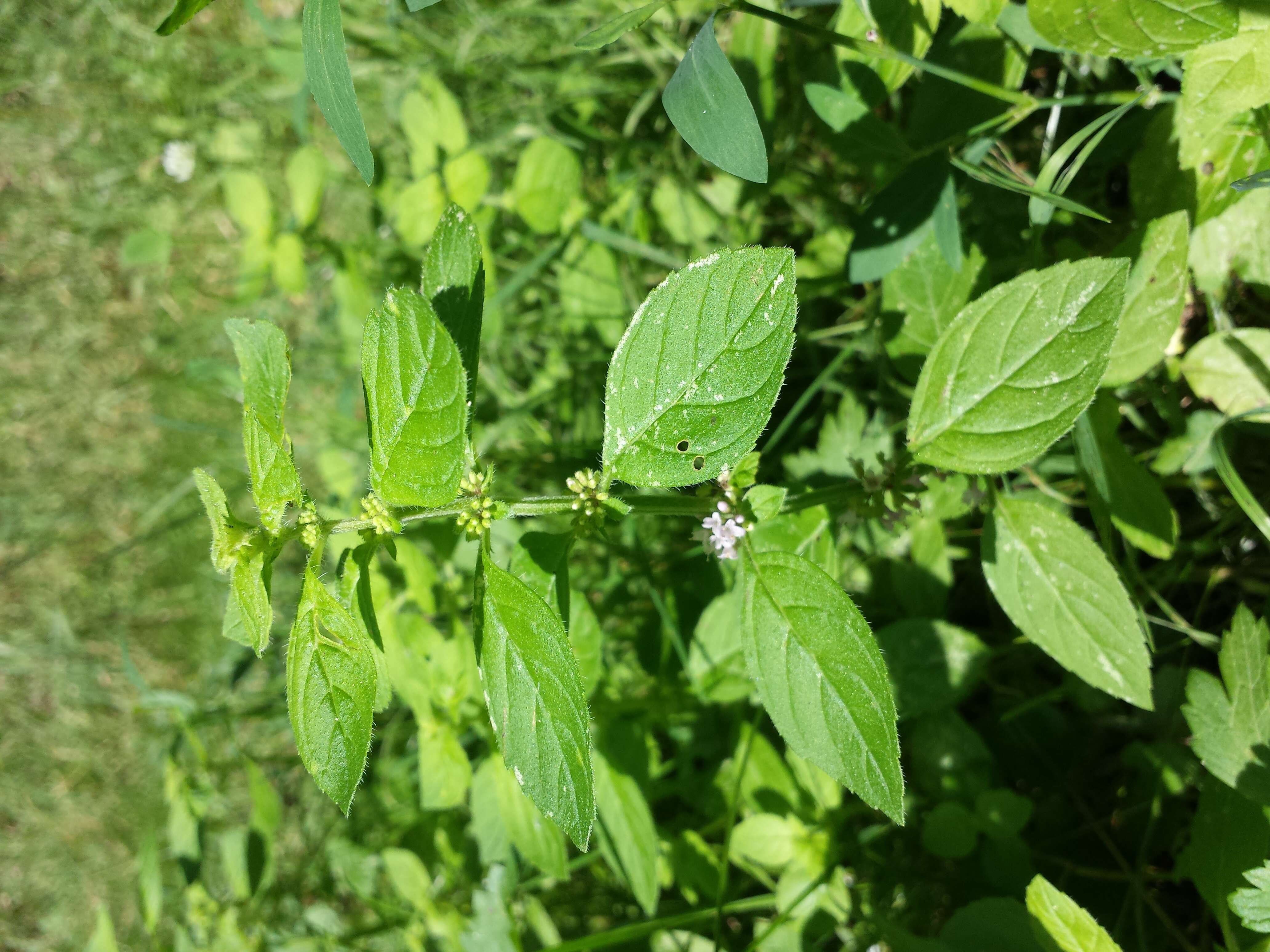 Image of wild mint