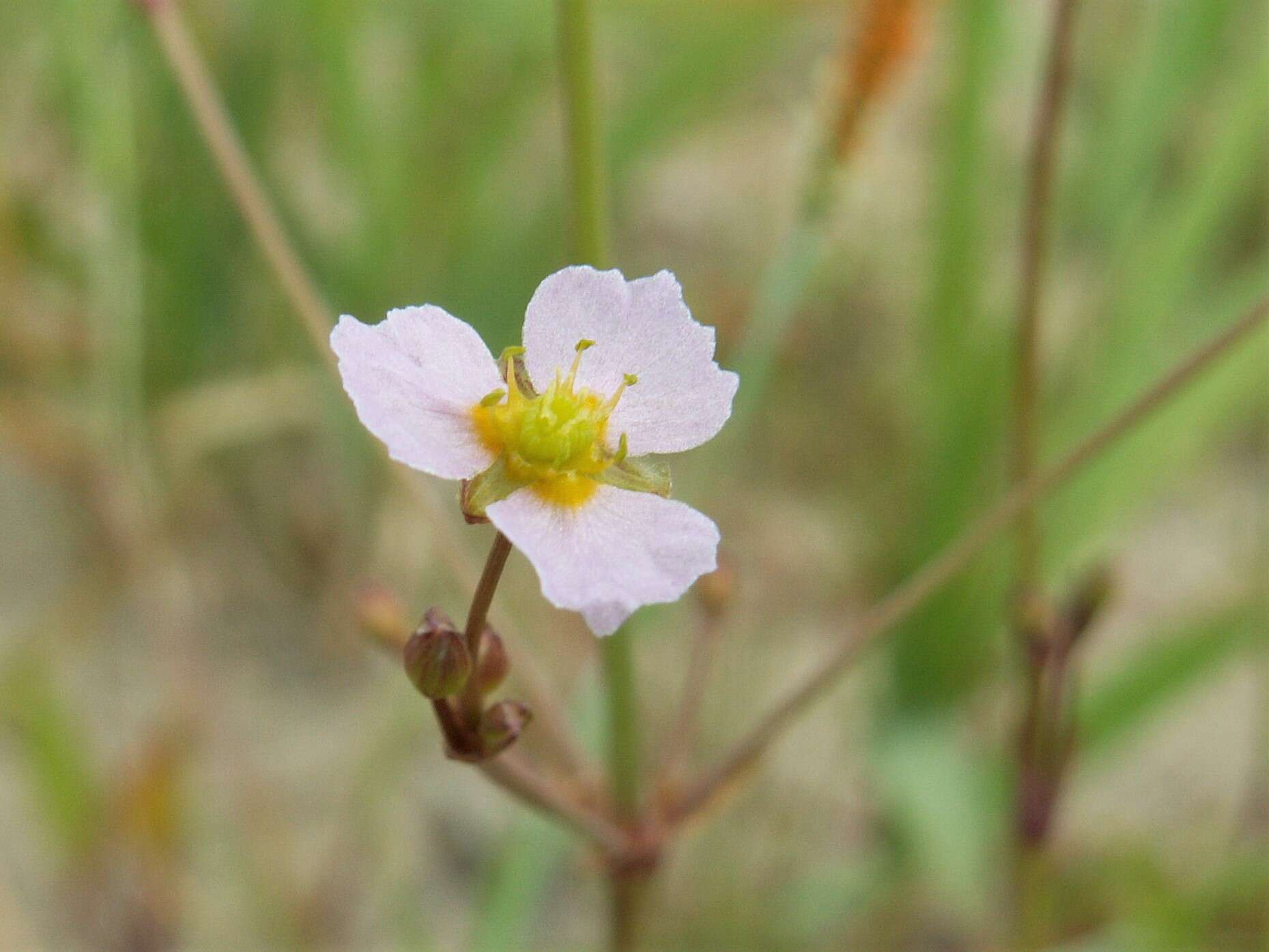 Imagem de Alisma lanceolatum With.