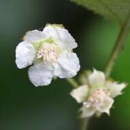 Image of palmleaf dewberry