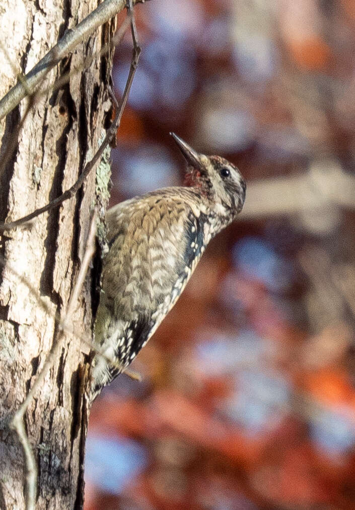 Image of Sapsucker