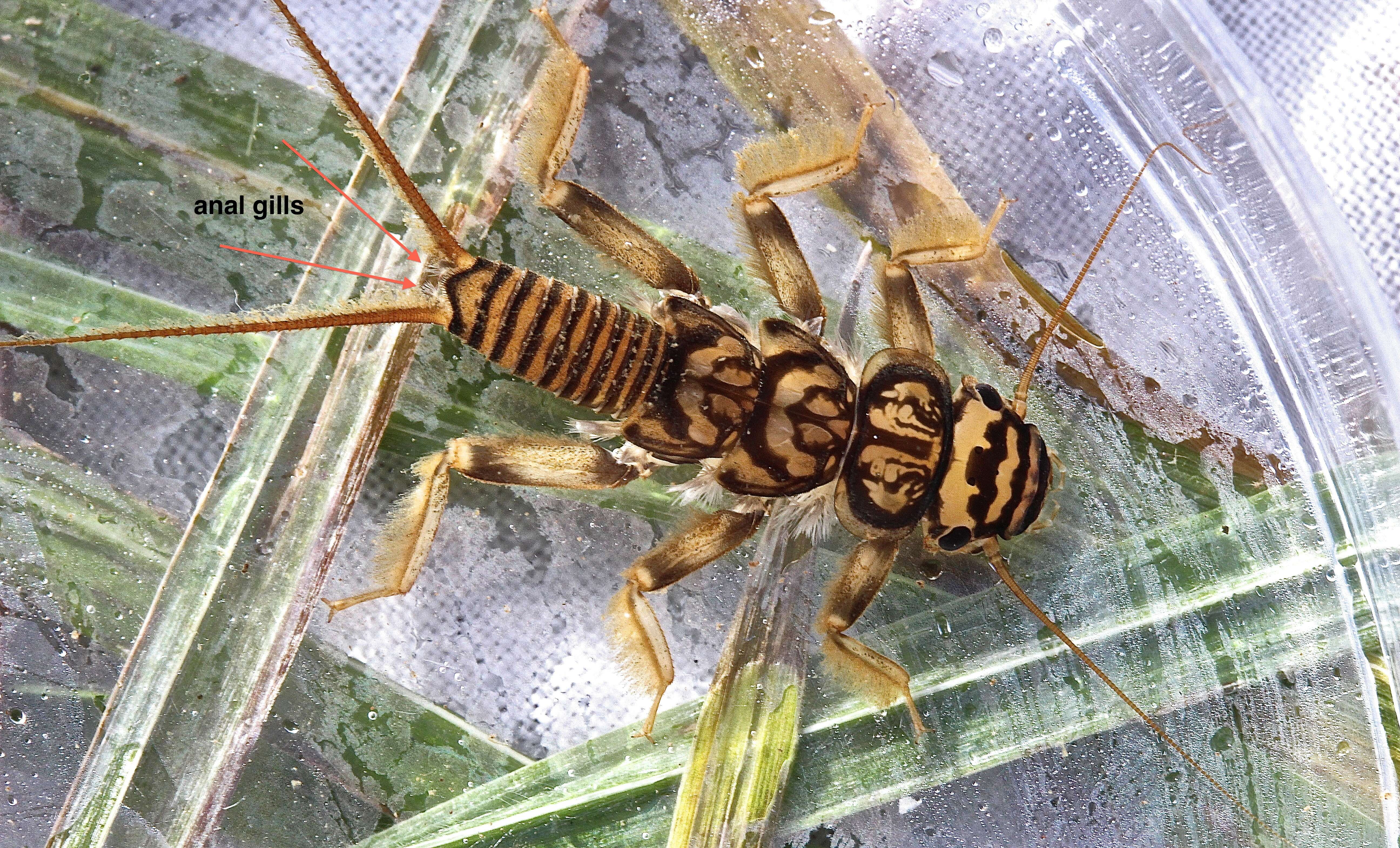 Image of Acroneuria lycorias (Newman 1839)