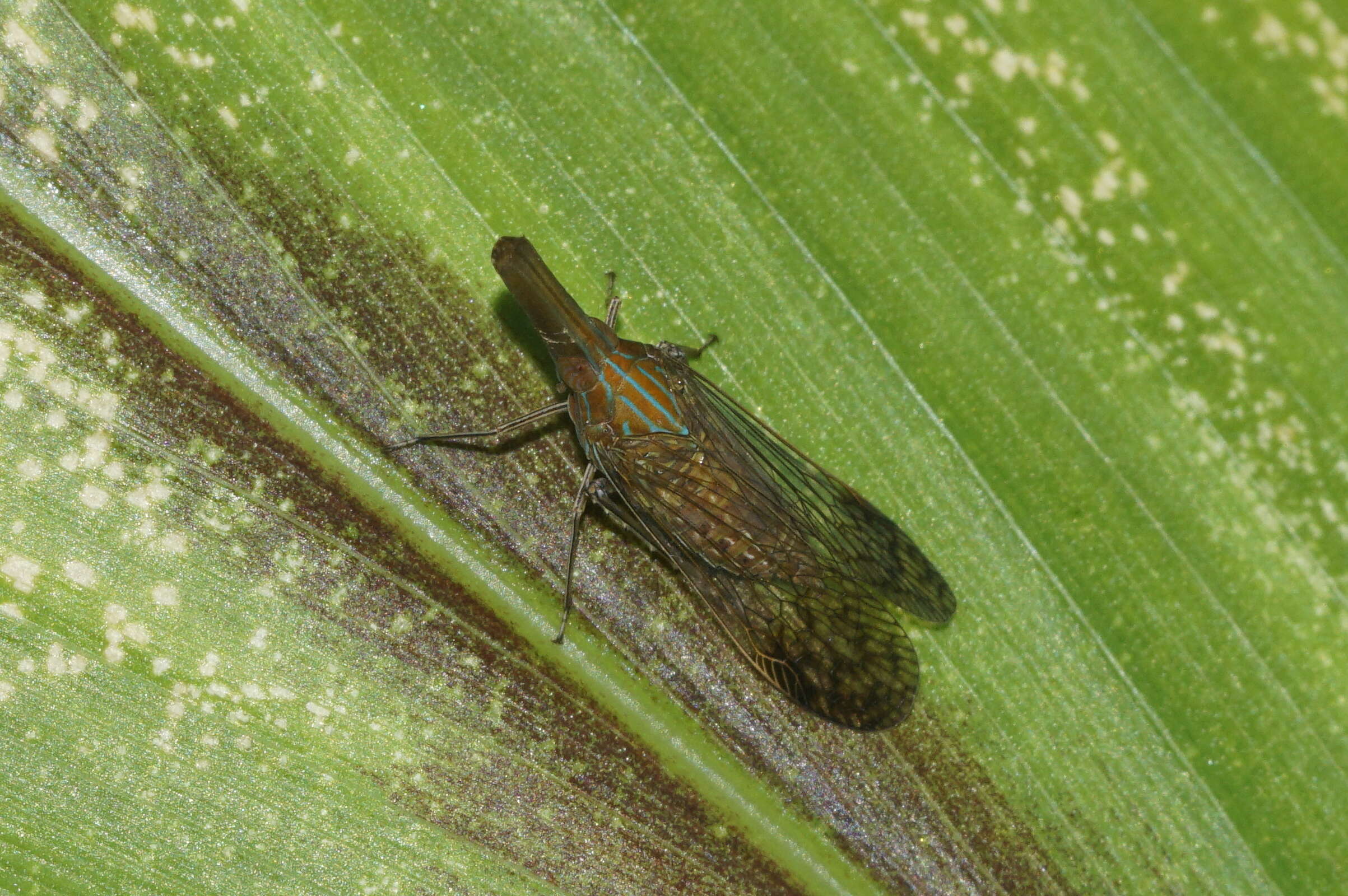 Image of dictyopharid planthoppers