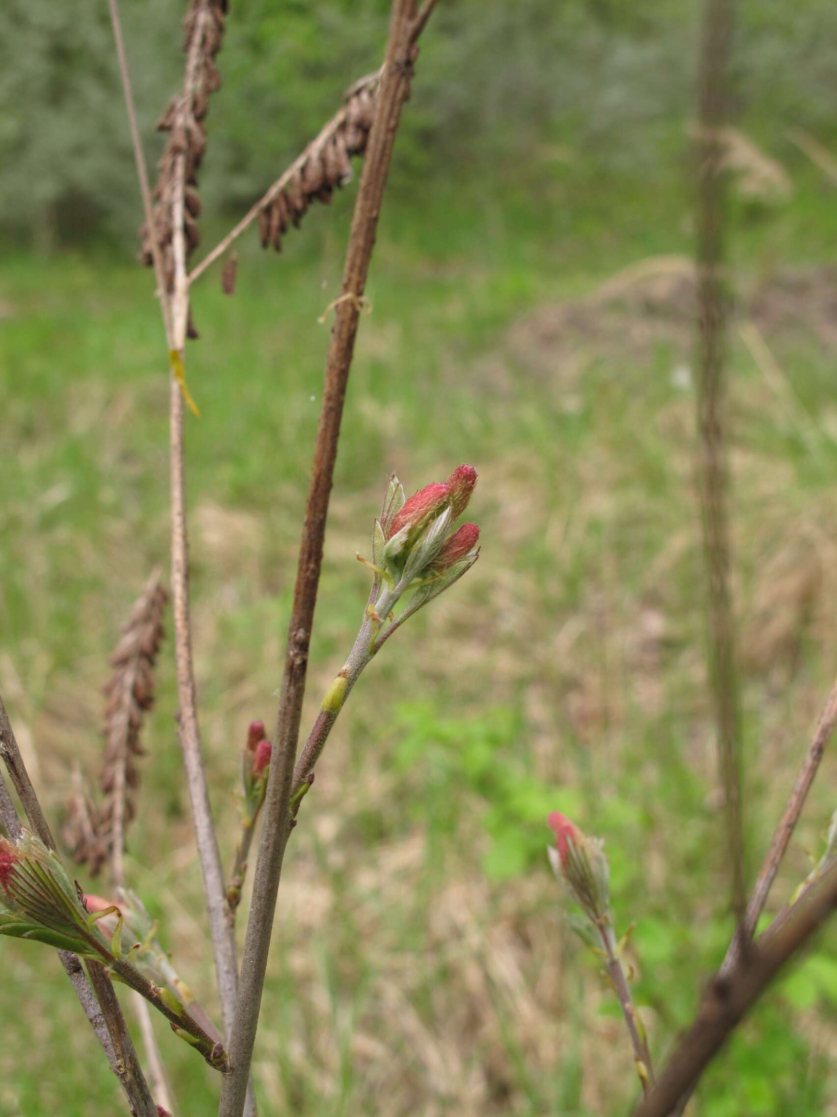 Image of desert false indigo