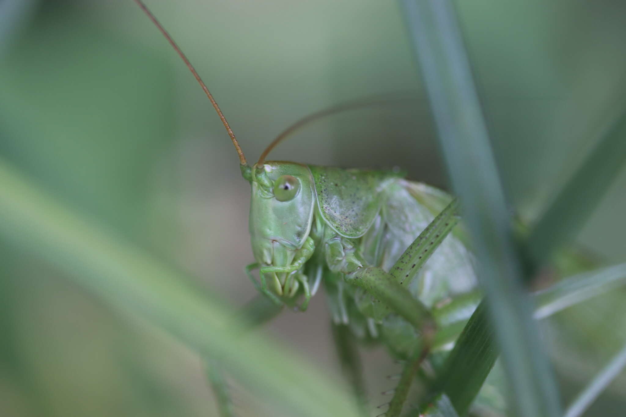 Image of Great green bushcricket