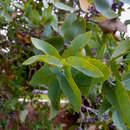 Image of Eucalyptus mooreana Maiden