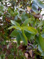 Image of Eucalyptus mooreana Maiden