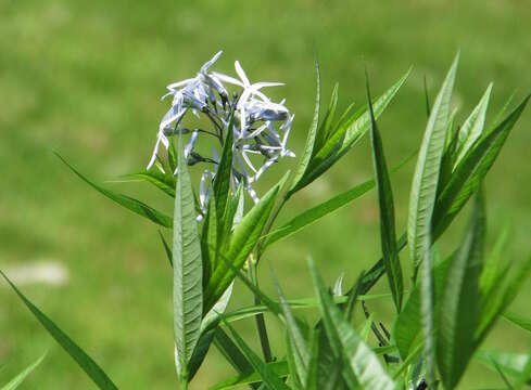 Image of fringed bluestar