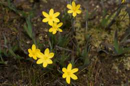 صورة Sisyrinchium californicum (Ker Gawl.) Dryand.