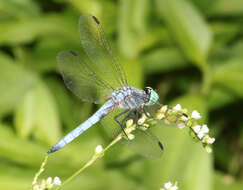 Image of Blue Dasher