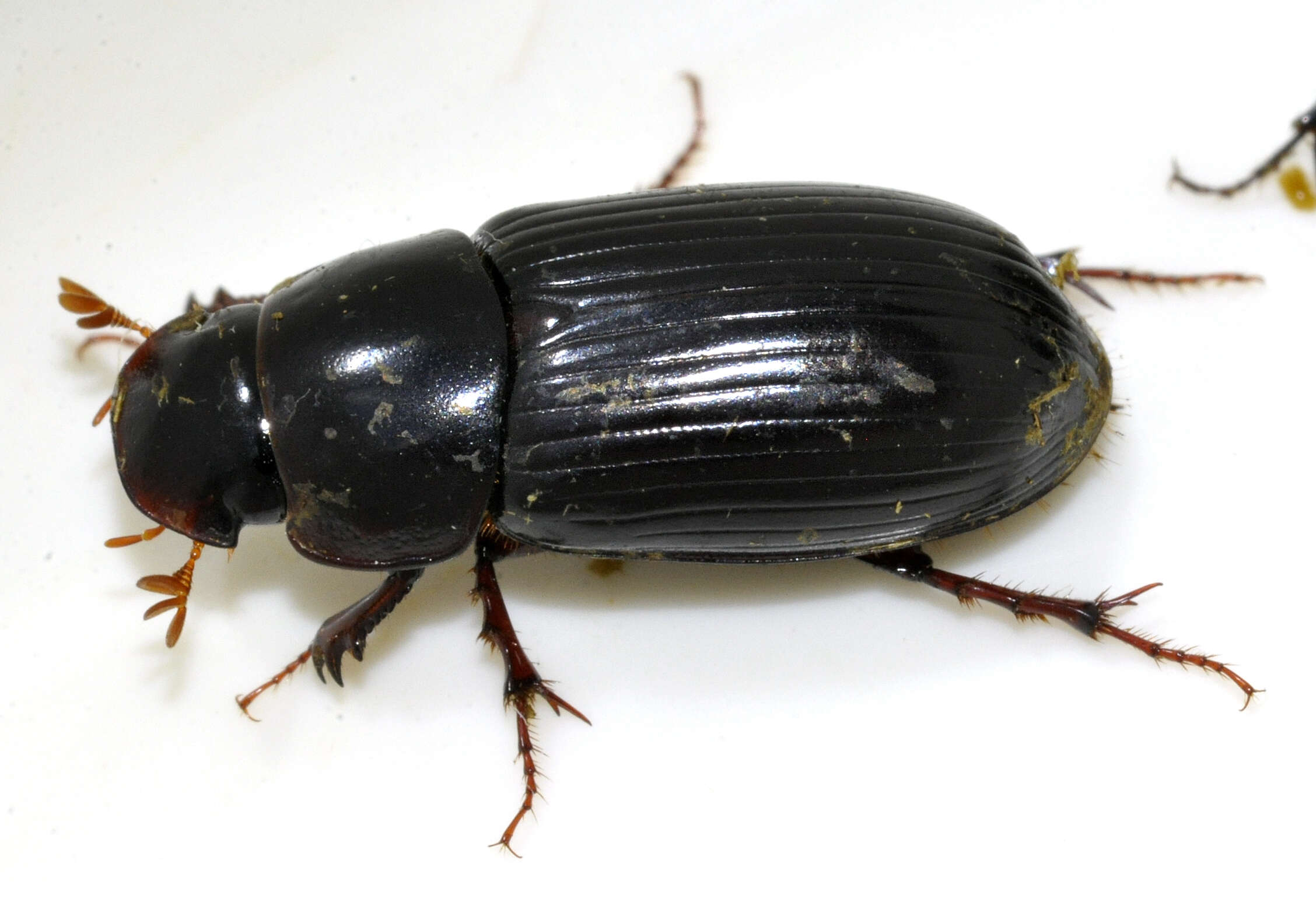 Image of Night-flying Dung Beetle