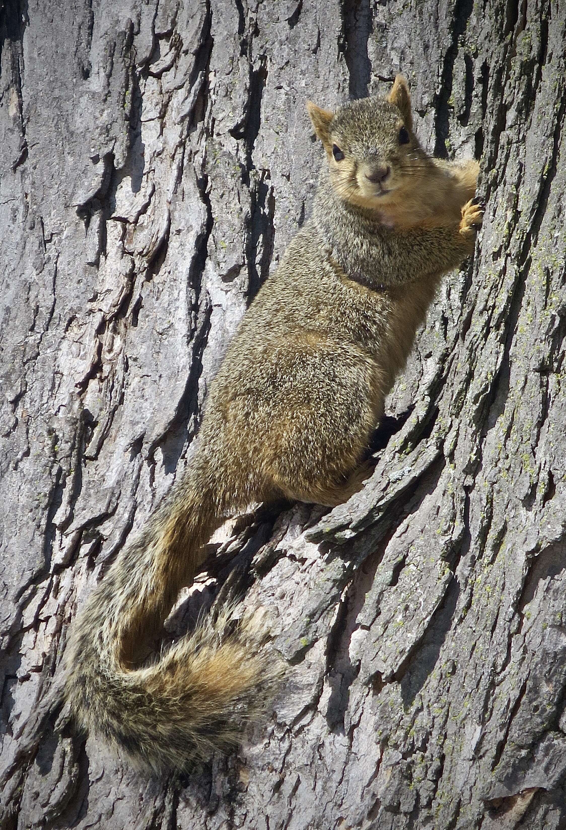 Image of Sciurus subgen. Sciurus Linnaeus 1758