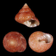 Image of Clanculus simoni Poppe, Tagaro & Dekker 2006