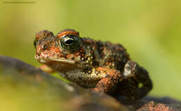 Image of Amboli toad