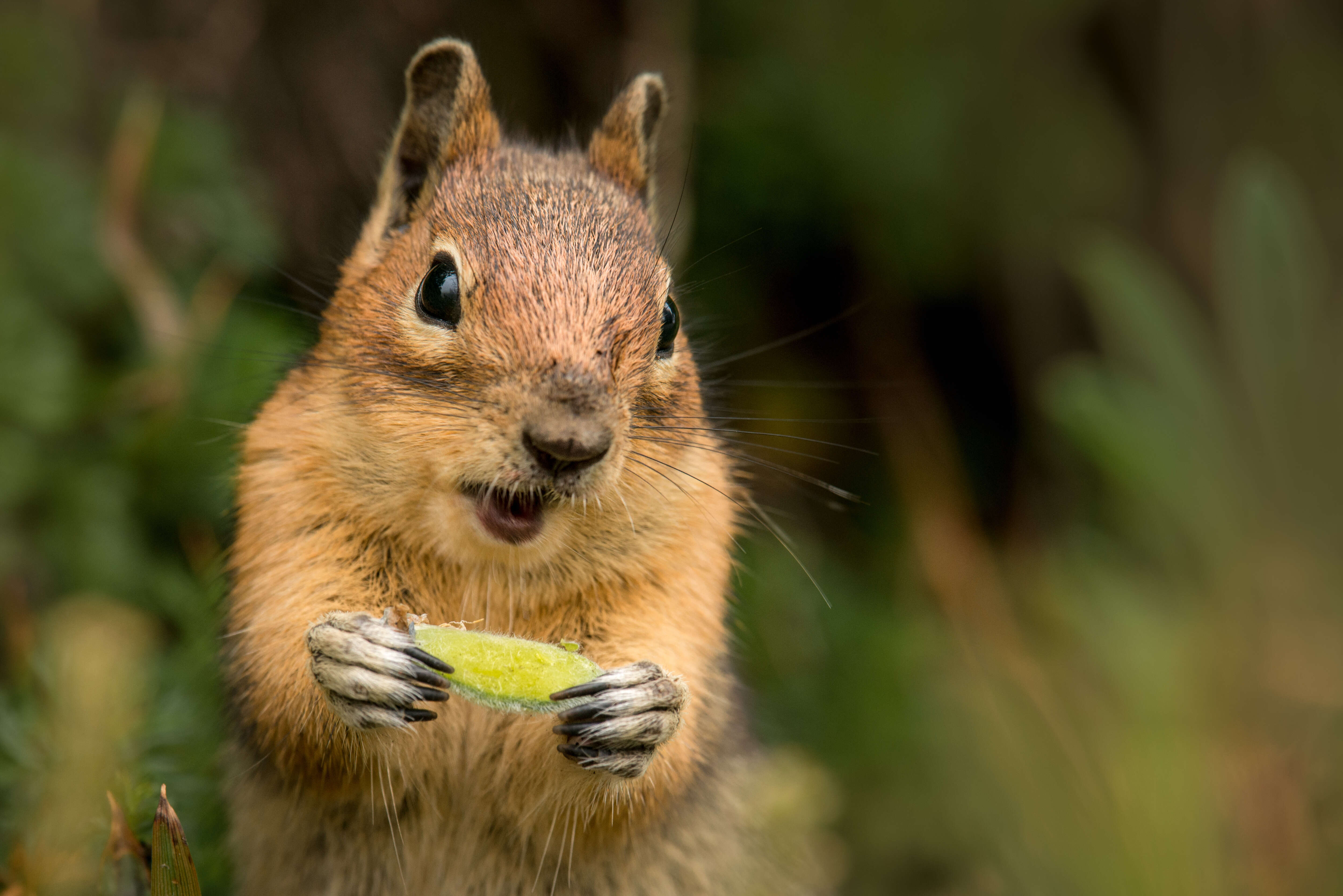 Image of Siberian Chipmunk