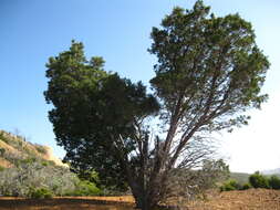 Cupressus guadalupensis var. forbesii (Jeps.) Little resmi