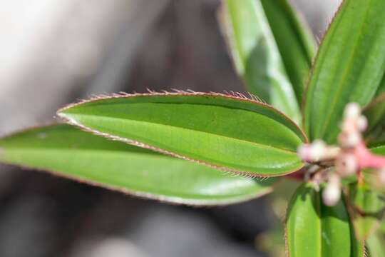 Image of Miconia ciliata (L. Rich.) DC.