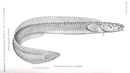 Image of Notograptus